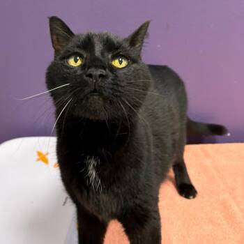Domestic Short Hair Cats Available for Adoption in Englewood, Florida - BOBO | PetCurious