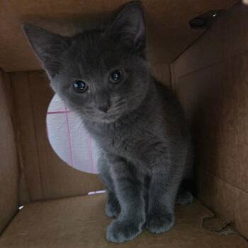 Tamra -  Domestic Short Hair Cat Available for Adoption in Priest River, Idaho - Tamra | PetCurious