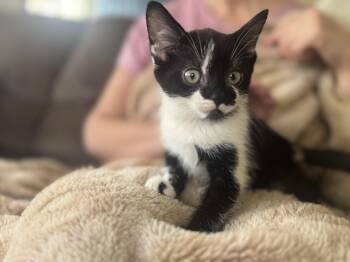 Domestic Short Hair Cats Available for Adoption - Winter | PetCurious