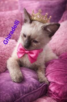 Siamese and Domestic Short Hair Cats Available for Adoption - Ghiradelli 7937 | PetCurious