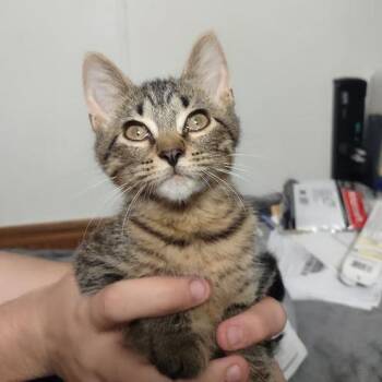 Nova 26-07-148 -  Domestic Short Hair Cat for Adoption in Bastrop, Texas - Nova 26-07-148 | PetCurious