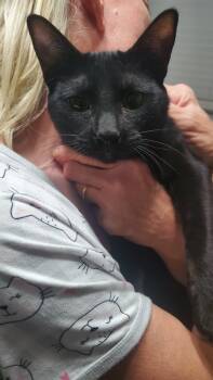 Domestic Short Hair Cats Available for Adoption - Raven | PetCurious