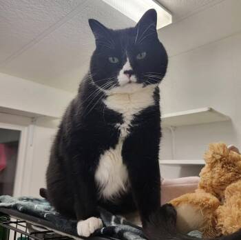 Rescue Domestic Short Hair Cats for Adoption in Maple Ridge, British Columbia - Corporal Truelove (Bonded With Sockeye) | PetCurious