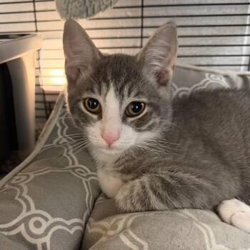Perry -  Domestic Short Hair Cat for Adoption in Hampton Bays, New York - Perry | PetCurious