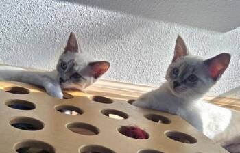 TIGER LILY & ORIENTAL POPPY -  Siamese Cat for Adoption in Kenosha, Wisconsin - TIGER LILY & ORIENTAL POPPY | PetCurious