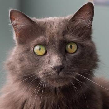 Teddy Bear -  Domestic Long Hair Cat for Adoption in Lakewood, Colorado - Teddy Bear | PetCurious