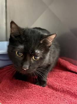 Rescue Domestic Short Hair Cats for Adoption in Killeen, Texas - CINNAMON | PetCurious