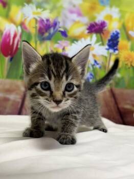 Domestic Short Hair Cats Available for Adoption in San Antonio, Texas - Kettle | PetCurious