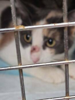 Hines -  Domestic Short Hair Cat for Adoption in Republic, Missouri - Hines | PetCurious
