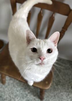 Rescue Domestic Short Hair Cats for Adoption in Richland Center, Wisconsin - Rosa | PetCurious