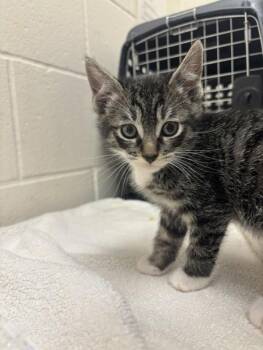 Peanut Butter Fish -  Domestic Short Hair Cat for Adoption in Santa Rosa, California - Peanut Butter Fish | PetCurious