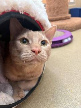 Domestic Short Hair Cats Available for Adoption in Chula Vista, California - ARAGONITE | PetCurious