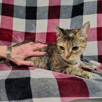 Domestic Short Hair Cats Available for Adoption in Coos Bay, Oregon - Nova | PetCurious