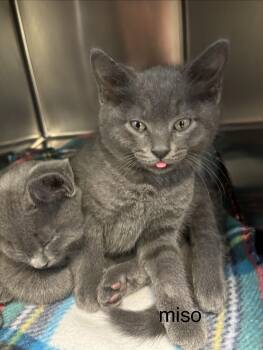 Miso -  Domestic Short Hair Cat for Adoption in Topsham, Maine - Miso | PetCurious