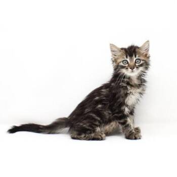 Sunmi -  Domestic Medium Hair Cat for Adoption in Florence, Arizona - Sunmi | PetCurious