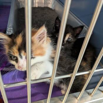 Allison -  Domestic Short Hair Cat for Adoption in Dearborn, Michigan - Allison | PetCurious