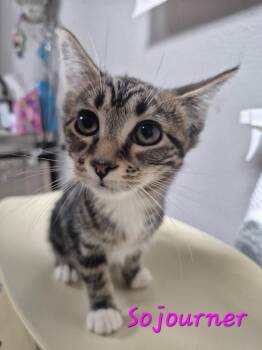 Sojourner -  Manx Cat for Adoption in Cincinnati, Ohio - Sojourner | PetCurious