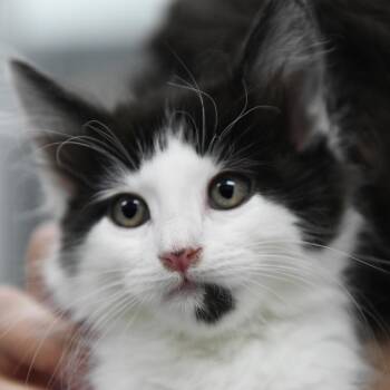 Domestic Medium Hair Cats Available for Adoption in Redwood City, California - Thunder (pink Collar) | PetCurious