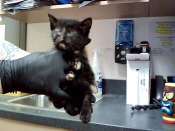 Domestic Short Hair Cats Available for Adoption in Martinez, California - A1047391 | PetCurious
