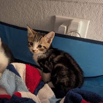 Rosemary -  Domestic Short Hair Cat for Adoption in Houston, Texas - Rosemary | PetCurious