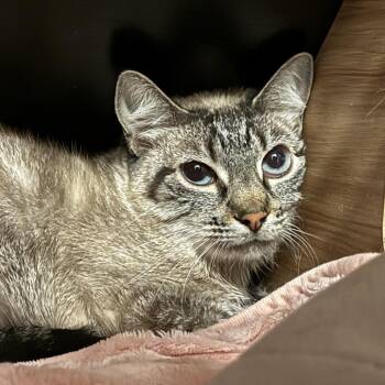 Domestic Short Hair Cats Available for Adoption in South Elgin, Illinois - Hunter | PetCurious