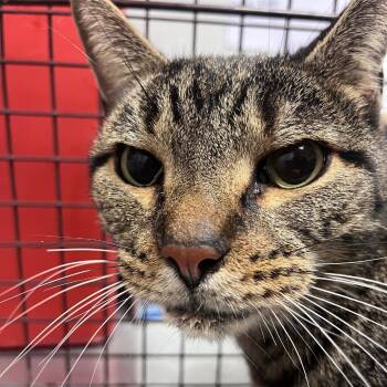 Rescue Domestic Short Hair Cats for Adoption in Chattanooga, Tennessee - Edger Allan Paw | PetCurious