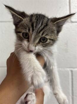 SUGAR BEAR -  Domestic Short Hair Cat for Adoption in San Bernardino, California - SUGAR BEAR | PetCurious