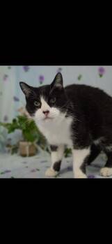 Domestic Short Hair Cats Available for Adoption in Wheaton, Illinois - Executioner | PetCurious