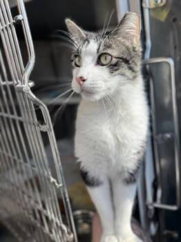 Domestic Short Hair Cats Available for Adoption in Kansas City, Missouri - Gizmo | PetCurious