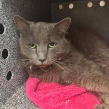 Russian Blue and Domestic Medium Hair Cats Available for Adoption - Rick The Cat | PetCurious