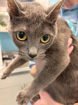 Domestic Short Hair Cats Available for Adoption in Frankfort, Kentucky - Valentine | PetCurious