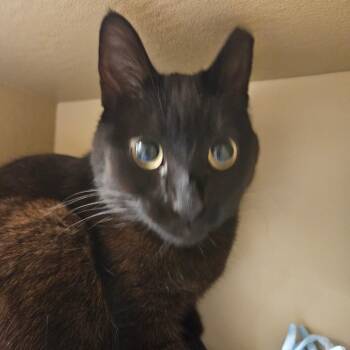Domestic Short Hair Cats Available for Adoption in Grantsville, Utah - Crooky | PetCurious