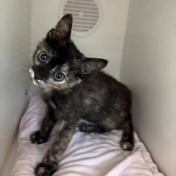 Shelob -  Domestic Short Hair Cat for Adoption in Phoenix, Arizona - Shelob | PetCurious