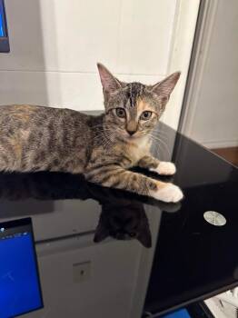 Rescue Tabby and Domestic Short Hair Cats for Adoption in Dallas, Texas - Rose | PetCurious
