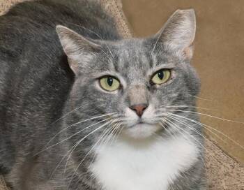Tabby Cats Available for Adoption in Euclid, Ohio - Bailey | PetCurious