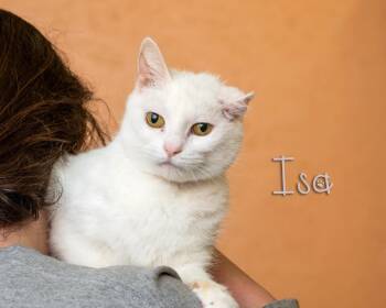Domestic Short Hair Cats Available for Adoption in Somerset, Pennsylvania - Isa | PetCurious