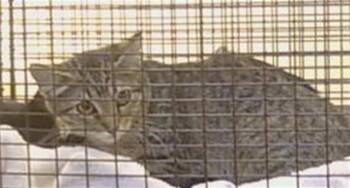 SINEAD -  Domestic Short Hair Cat for Adoption in Sacramento, California - SINEAD | PetCurious