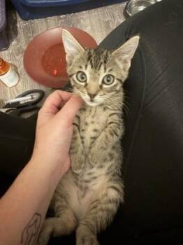 PATRICK -  Domestic Short Hair Cat for Adoption in Fernandina Beach, Florida - PATRICK | PetCurious
