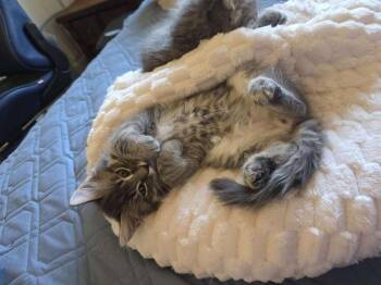 Domestic Medium Hair Cats Available for Adoption in Vancouver, Washington - Tuffnut | PetCurious