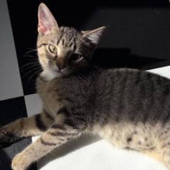 Marble -  Domestic Short Hair Cat for Adoption - Marble | PetCurious