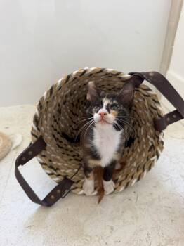 Princess Sparkle Toebeans -  Domestic Short Hair Cat for Adoption in St. Augustine, Florida - Princess Sparkle Toebeans | PetCurious
