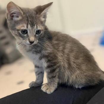Sally Vanourek -  Domestic Short Hair and Tabby Cat for Adoption in Morrison, Colorado - Sally Vanourek | PetCurious