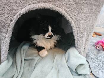 Domestic Medium Hair Cats Available for Adoption - Winter | PetCurious