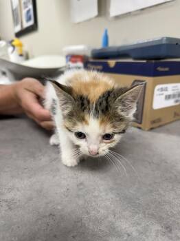 Domestic Short Hair Cats Available for Adoption in Bemidji, Minnesota - Topaz | PetCurious