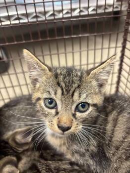 GRETAL -  Domestic Short Hair Cat for Adoption in Fort Lauderdale, Florida - GRETAL | PetCurious