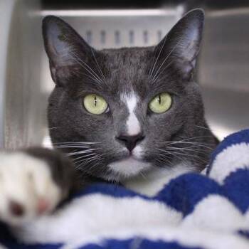 Spaghettios -  Domestic Short Hair Cat for Adoption in Hopkinton, Massachusetts - Spaghettios | PetCurious