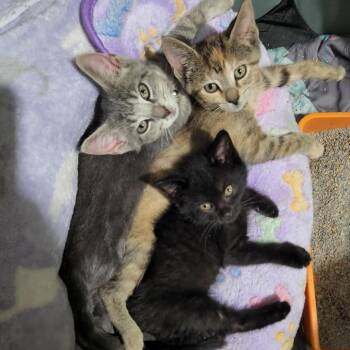 Neapolitan -  Domestic Short Hair Cat for Adoption in Dearborn, Michigan - Neapolitan | PetCurious
