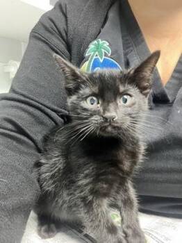 Pumpkin -  Domestic Short Hair Cat for Adoption in Daytona Beach, Florida - Pumpkin | PetCurious