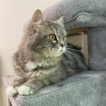 Marvel -  Persian Cat for Adoption in Fall River, Massachusetts - Marvel | PetCurious
