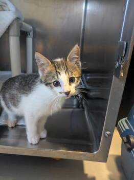 Munchkin -  Domestic Short Hair Cat Available for Adoption in Hyde Park, New York - Munchkin | PetCurious